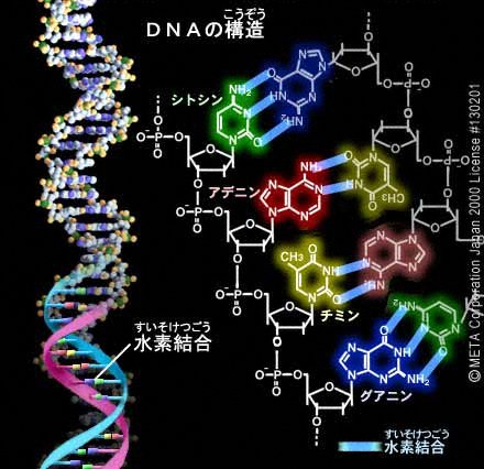 DNAの構造